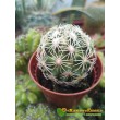 Корифанта компактная (coryphantha compacta)