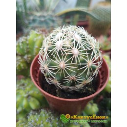 Корифанта компактная (coryphantha compacta)