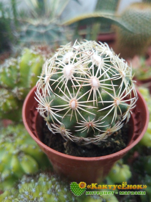 Корифанта компактная (coryphantha compacta)