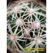 Корифанта компактная (coryphantha compacta)