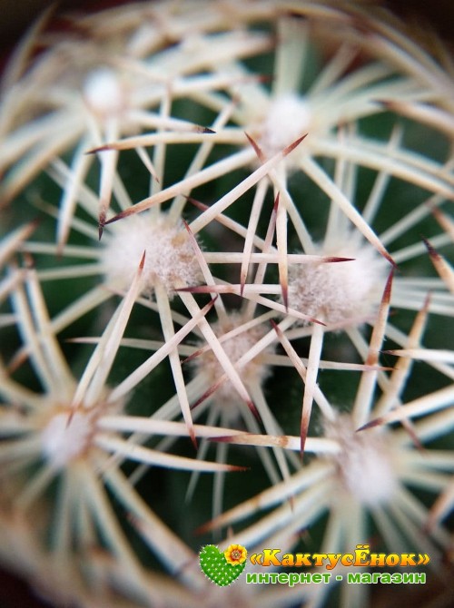 Корифанта компактная (coryphantha compacta)