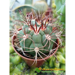 Гимнокалициум Сальо (Gymnocalycium saglione, гимнокалициум саглионис)
