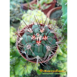 Гимнокалициум Сальо (Gymnocalycium saglione, гимнокалициум саглионис)