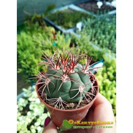 Гимнокалициум Сальо (Gymnocalycium saglione, гимнокалициум саглионис)