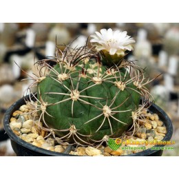 Гимнокалициум Сальо (Gymnocalycium saglione, гимнокалициум саглионис)
