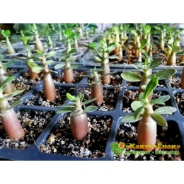 Набор адениум микс 5 шт 