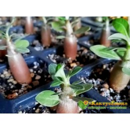 Набор адениум микс 5 шт 