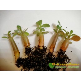 Набор адениум микс 5 шт 