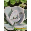 Эхеверия лиловая (Echeveria lilacina, эхеверия лилацина)