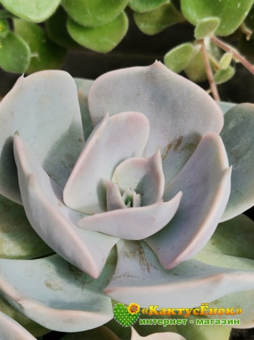 Эхеверия лиловая (Echeveria lilacina, эхеверия лилацина)