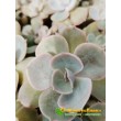 Эхеверия лиловая (Echeveria lilacina, эхеверия лилацина)