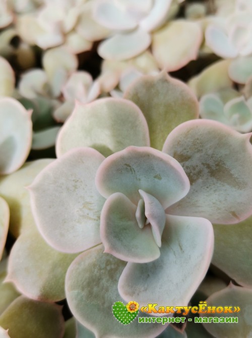 Эхеверия лиловая (Echeveria lilacina, эхеверия лилацина)