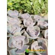 Эхеверия лиловая (Echeveria lilacina, эхеверия лилацина)