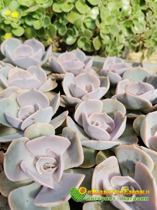 Эхеверия лиловая (Echeveria lilacina, эхеверия лилацина)