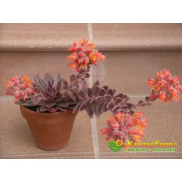 2 листовых черенка Эхеверия Серрана (echeveria serrana)