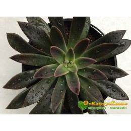 2 листовых черенка Эхеверия Серрана (echeveria serrana)
