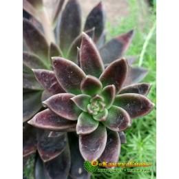 2 листовых черенка Эхеверия Серрана (echeveria serrana)