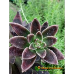 2 листовых черенка Эхеверия Серрана (echeveria serrana)