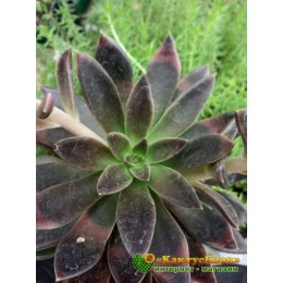 2 листовых черенка Эхеверия Серрана (echeveria serrana)
