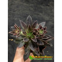 2 листовых черенка Эхеверия Серрана (echeveria serrana)