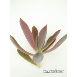 Неукорененный черенок граптоверия Фрэд Айвс   (aff. Graptoveria cv. Fred Ives)