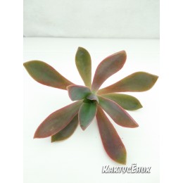 Неукорененный черенок граптоверия Фрэд Айвс   (aff. Graptoveria cv. Fred Ives)