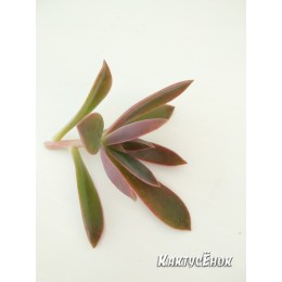 Неукорененный черенок граптоверия Фрэд Айвс   (aff. Graptoveria cv. Fred Ives)