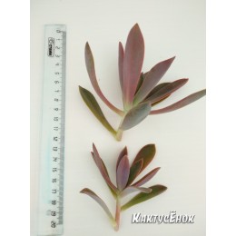 Неукорененный черенок граптоверия Фрэд Айвс   (aff. Graptoveria cv. Fred Ives)