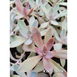 Неукорененный черенок граптоверия Фрэд Айвс   (aff. Graptoveria cv. Fred Ives)