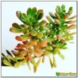 Черенок не укорененный Очиток Джойс Таллоч (Sedum cv. Joyce Tulloch)