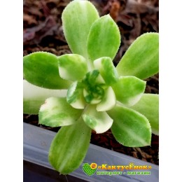 Черенок Эониум кастелло-пайвае вариегатный (Aeonium castello-paivae variegatum)