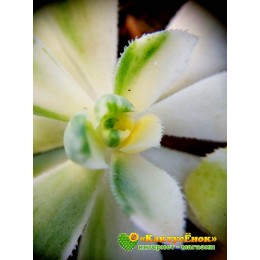 Черенок Эониум кастелло-пайвае вариегатный (Aeonium castello-paivae variegatum)
