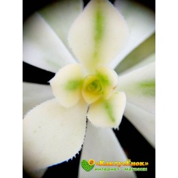 Черенок Эониум кастелло-пайвае вариегатный (Aeonium castello-paivae variegatum)