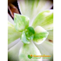 Черенок Эониум кастелло-пайвае вариегатный (Aeonium castello-paivae variegatum)