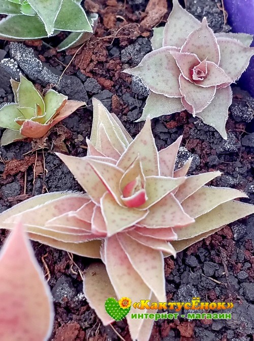 Крассула эксилис спиралис (Crassula exilis Spiralis) 