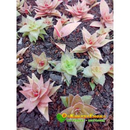 Крассула эксилис спиралис (Crassula exilis Spiralis)