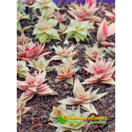 Крассула эксилис спиралис (Crassula exilis Spiralis)