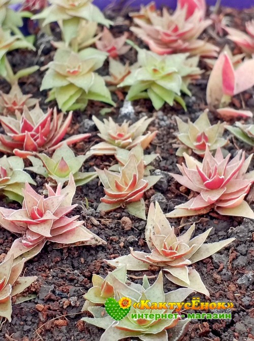 Крассула эксилис спиралис (Crassula exilis Spiralis) 