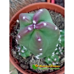 Эхиноцереус Моррикала (Echinocereus viereckii subs. morricalii Эхиноцереус вейреки форма моррикали)