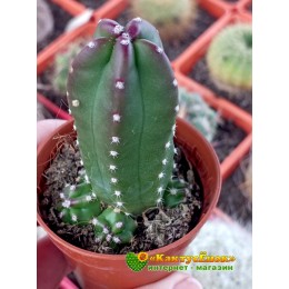 Эхиноцереус Моррикала (Echinocereus viereckii subs. morricalii Эхиноцереус вейреки форма моррикали)