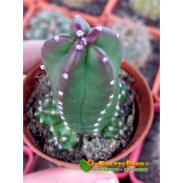 Эхиноцереус Моррикала (Echinocereus viereckii subs. morricalii Эхиноцереус вейреки форма моррикали)