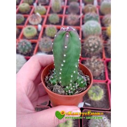 Эхиноцереус Моррикала (Echinocereus viereckii subs. morricalii Эхиноцереус вейреки форма моррикали)