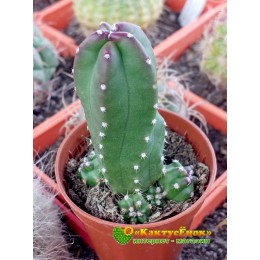 Эхиноцереус Моррикала (Echinocereus viereckii subs. morricalii Эхиноцереус вейреки форма моррикали)