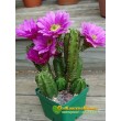 Эхиноцереус Моррикала (Echinocereus viereckii subs. morricalii Эхиноцереус вейреки форма моррикали)