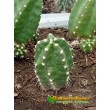 Эхиноцереус Моррикала (Echinocereus viereckii subs. morricalii Эхиноцереус вейреки форма моррикали)