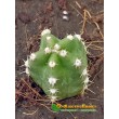 Эхиноцереус Моррикала (Echinocereus viereckii subs. morricalii Эхиноцереус вейреки форма моррикали)