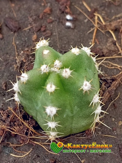 Эхиноцереус Моррикала (Echinocereus viereckii subs. morricalii Эхиноцереус вейреки форма моррикали)