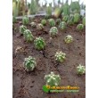 Эхиноцереус Моррикала (Echinocereus viereckii subs. morricalii Эхиноцереус вейреки форма моррикали)