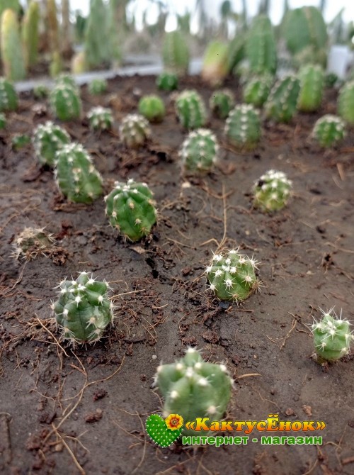 Эхиноцереус Моррикала (Echinocereus viereckii subs. morricalii Эхиноцереус вейреки форма моррикали)