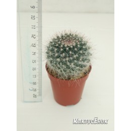 Маммилярия Хана (Mammilaria hahniana Маммилярия ханиана)